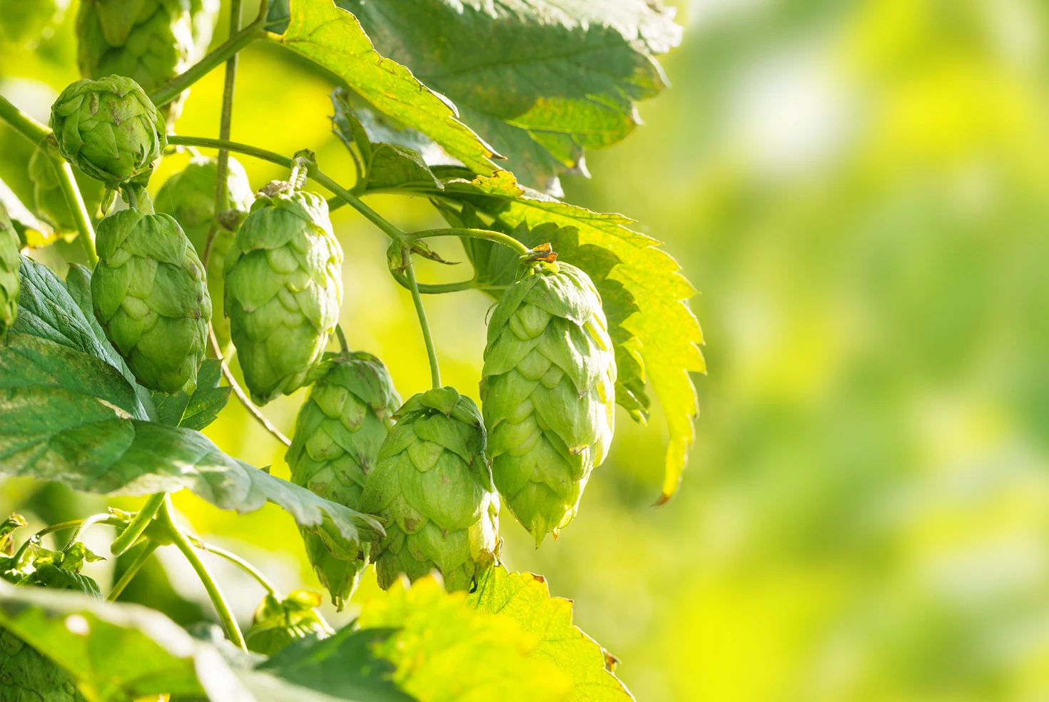 クオリティーの高いホップ